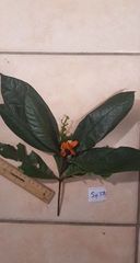 Pittosporum rubiginosum