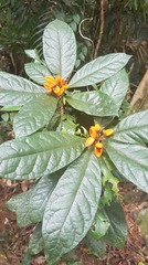 Pittosporum rubiginosum