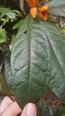 Pittosporum rubiginosum