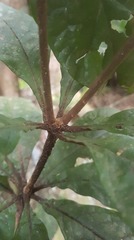 Pittosporum rubiginosum