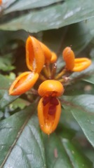 Pittosporum rubiginosum