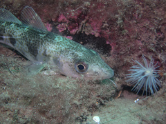 Atlantic Cod photo 6