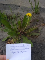 Taraxacum officinale