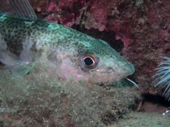 Atlantic Cod photo 4