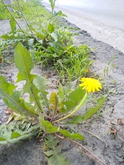 Taraxacum officinale