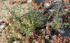 Astragalus insularis