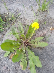 Taraxacum officinale