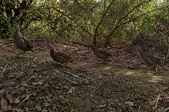 Pternistis bicalcaratus