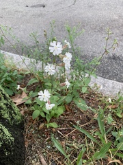 Silene latifolia