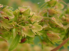Rumex obtusifolius obtusifolius