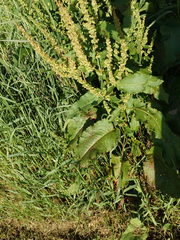 Rumex obtusifolius obtusifolius