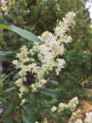 Ceanothus integerrimus