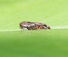Thoodzata princeps