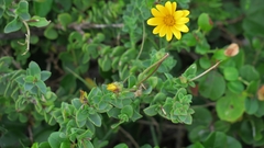 Osteospermum imbricatum