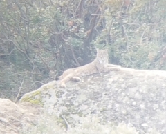 Lynx pardinus