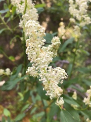 Ceanothus integerrimus