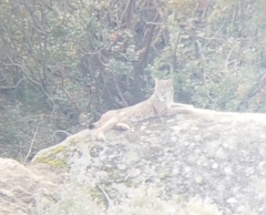 Lynx pardinus