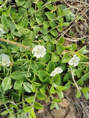 Evolvulus prostratus