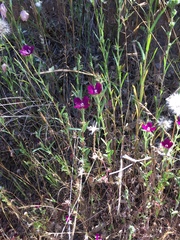 Clarkia purpurea