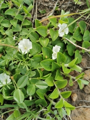 Evolvulus prostratus