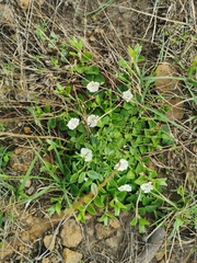 Evolvulus prostratus