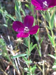 Clarkia purpurea