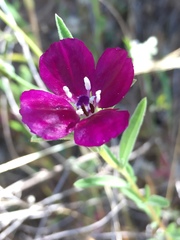 Clarkia purpurea