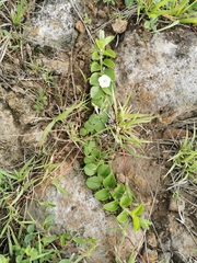 Evolvulus prostratus