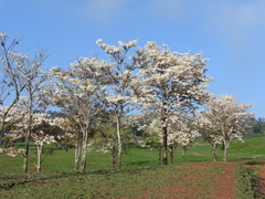 Tabebuia roseoalba
