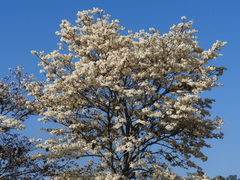 Tabebuia roseoalba