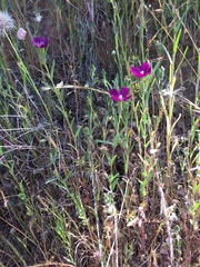 Clarkia purpurea