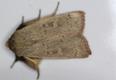 Leucania pseudargyria