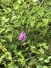 Anacamptis pyramidalis
