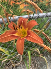 Hemerocallis