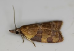 Cenopis diluticostana