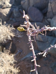 Commiphora capensis