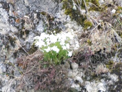 Dianthus acicularis