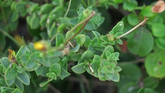 Osteospermum imbricatum