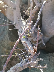 Commiphora capensis