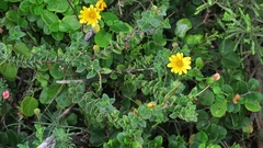 Osteospermum imbricatum