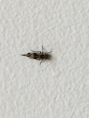 Graphopsocus cruciatus