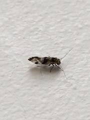 Graphopsocus cruciatus