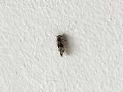 Graphopsocus cruciatus