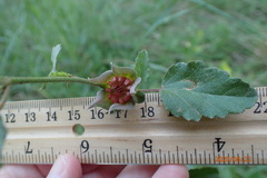 Malvastrum aurantiacum