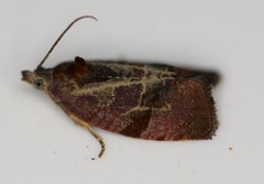 Evora hemidesma