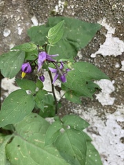 Solanum dulcamara