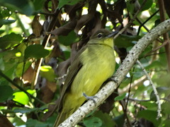 Chlorocichla flaviventris flaviventris