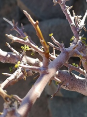 Commiphora capensis
