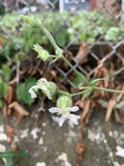 Silene latifolia