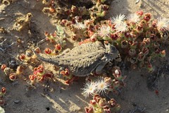 Phrynosoma cerroense